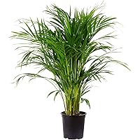 Goldfruchtpalme - Areca Dypsis Lutescens - Höhe 130-150 cm