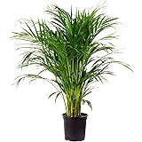 Goldfruchtpalme - Areca Dypsis Lutescens - Höhe 130-150 cm