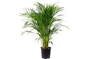 Guldpalm, 130 cm, Chrysalidocarpus Lutescens, Areca-palm – krukväxt