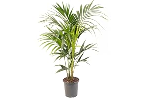 GARDENERSDREAM Kentia Palm Real Exotic Large Indoor Plant for Your Home Or Office Air Purifying Tall Indoor Plants in Growers Pots Various Sizes of House Plants for Indoors 120-140cm (Incl. Pot)