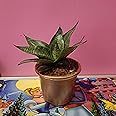 Bhajanlal Greenery Live Sansevieria Green Air Purifying Indoor Small Kamal Snake Plant with 4 Inches Golden Pot for Home and Office Decoration