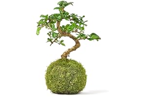 Tranquil Plants Carmona Chinese Elm in Moss Ball, Bonsai Tree, Kokedama House Plant (Green Moss Ball), Bedroom-Office Home Decor| Indoor House Bonsai Plants| Gardening Gifts-10 Years 25cm High