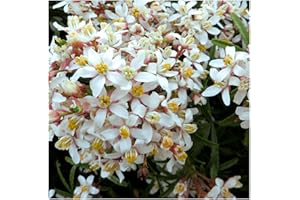 GrowOn Shrubs Choisya Mexican Orange 'White Dazzler' | Evergreen Shrub | Outdoor Garden Ready Plant | Spring and Summer Flowering | White Flowers
