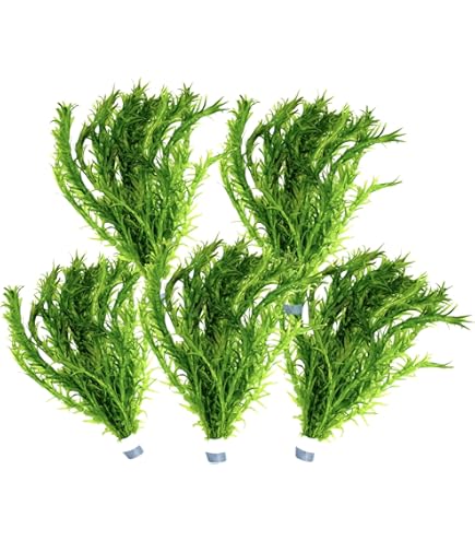 fungus plant spray Hoof Spray – Mary's Botanicals, LLC