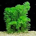 100+ SEEDS- Aquarium Grass Seeds For Planting Home Aquarium - Grow Year Round- No CO2 Required. (Cabomba)