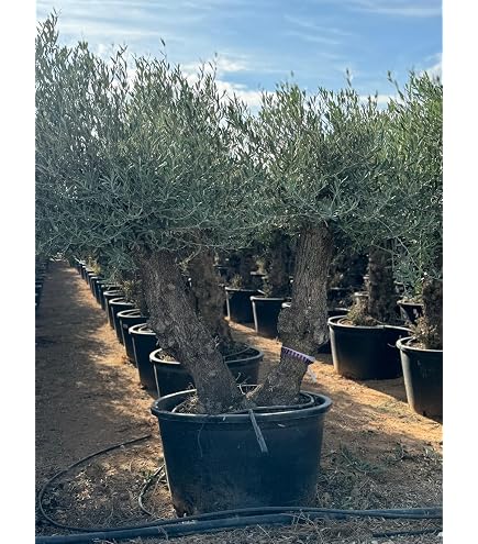 Olivenbaum picual 80 Jahre alt 80-100 cm Stammumfang, Olive, winterhart,  Olea Europaea : Amazon.de: Garten