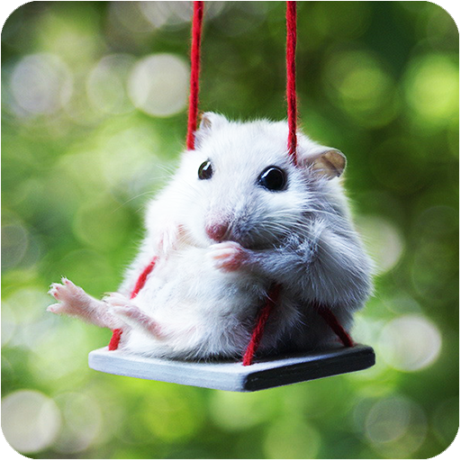 Puzzle Hamster Casse Tete Pour Enfants Et Adultes Amazon Fr Applis Et Jeux