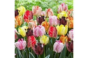 DUTCH BULBS EXCLUSIVE PLANTS FROM HOLLAND Tulipes Perroquet Mix - 25 Bulbes de Fleurs à Planter Exterieur - Plantes Vivaces Exterieur - Rustique - Naturelle Plantes de Hollande (pas de graines, non artificielle)
