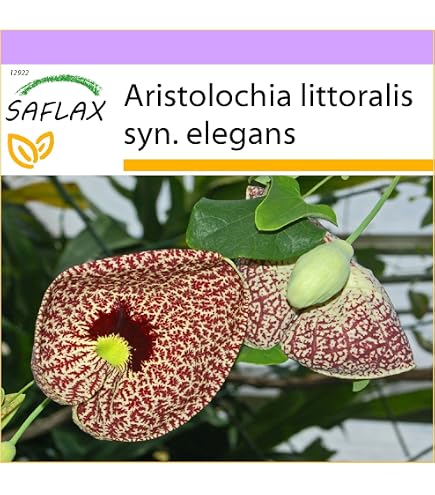 Set Regalo - Semillas De Trompeta De Ángel (Brugmansia) - 10 Semillas + Sustrato + Caja Regalo | SAFLAX