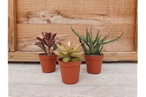 PUGH'S CACTI Live Succulent Plants Mix, 5.5cm Pots, Set of 3, Assorted Varieties (Stalky)
