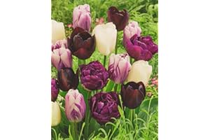 BLUMENHANDEL ULLRICH 50 Tulpenzwiebeln weiß/lila/schwarz gemischt Blumenzwiebeln