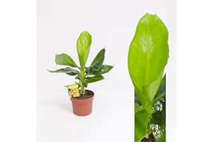 INTERFLOWERS GMBH Echte Musa Tropicana Musa acuminata Bananenpflanze 35-45cm Banane Palme Zimmerpflanzen, Musa Tropicana Musa Basjoo Zimmerpflanzen Set Obstbäume, Bananenbaum, Bananen, Bananenpflanzen