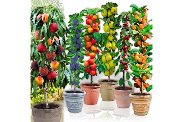 Arbres fruitiers Colonnaires - Lot de 6 arbres (cerisiers, pommiers, poiriers, abricotiers, pêcher, prunier) - 80/100 cm de hauteur - Idéal pour Balcon, terrasse, Petit Jardin