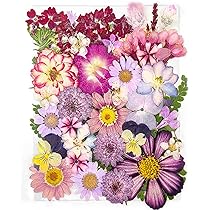 Fiori Secchi Naturali Per Resina - 60 Pezzi Di Fiori Celesti Pressati