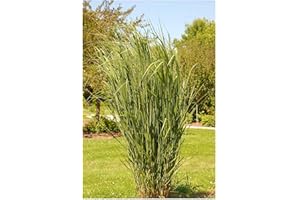 1 x Panicum virgatum 'Northwind' XXL Topf (Ziergras/Gräser/Staude/Winterhart) BLICKFANG/TOP SORTE/EXTREM AUFRECHT - Reisen Rutenhirse - Perfekt für den Kübel und als Sichtschutz