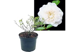 INTRAGARTEN GMBH Rose weiß 1 Stück | Bodendeckerrose Rosa the Fairy Intragarten im Topf gewachsen Rosenbusch