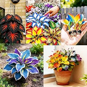 imported Hosta Flower Seeds Mix for Home and Garden, 70 Seeds per Pack
