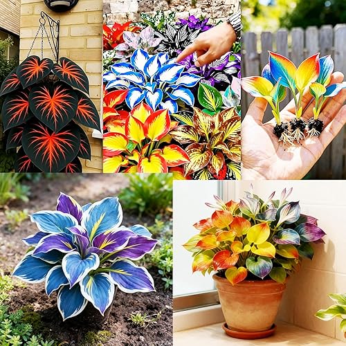 imported Hosta Flower Seeds Mix for Home and Garden, 70 Seeds per Pack