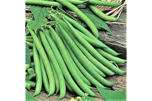 Bolly Bulbs® - Dwarf French Beans 'Tendercrop' - (35 Seeds)
