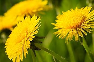 DAMAVAND PRO Dandelion British Wildflower Seeds -Tortoise FoodsYellow Fast Grow Taraxacum officinale - Herbal Remedy and Culinary Plant 2000 Seeds