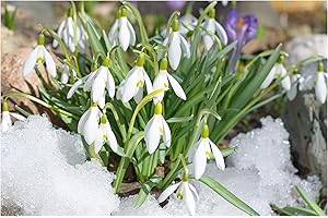OLIWIER'S BULBS 10x Giant Snowdrop Early Spring Flowering Bulbs Autumn Planting Galanthus Perennial Garden Plants Beautiful White Flowers