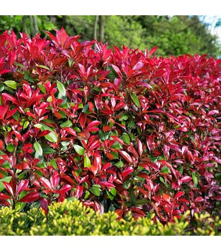 Glanzmispel Devil's Dream  Containerpflanzen 100-120 cm : Amazon.de: Garten