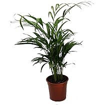 Goldfruchtpalme, Areca Palme, (Areca Chrysalidocarpus) Zimmerpalme,  Zimmerpflanze, (ca. 60cm hoch, im 17cm Topf) : Amazon.de