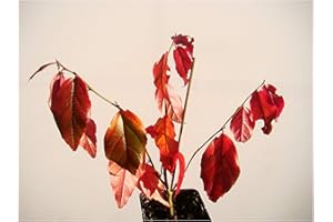 TREE ONLINE NURSERY PARROTIA PERSICA Persian Ironwood Fresh Starter Plant (20-25cm Tall) in a 7cm Pot - Small Tree with Spectacular Autumn Coloration