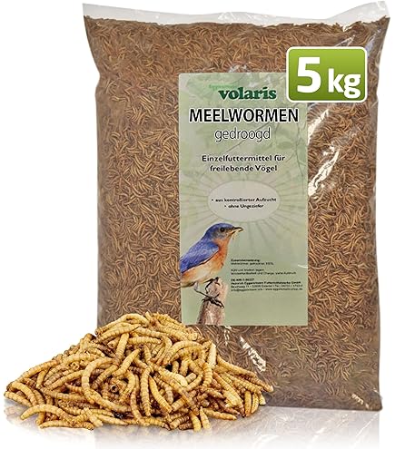 Mehlwürmer getrocknet Insektensnack