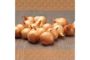 FLORTUS FREUDE AN VIELFALT FLORTUS – Wintersteckzwiebel Stuttgarter Riesen 500 g Netz zertifiziertes Pflanzgut – Zwiebelgröße 8-21 mm, für den Anbau von mild-scharfen, goldenen & lagerfähigen Zwiebeln – Für Garten & Hochbeet