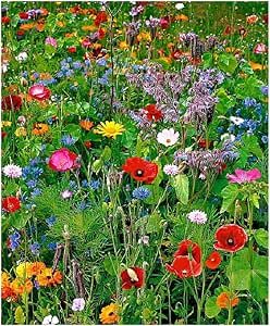 Lot De 100 Graines De Fleurs Sauvages En Melange Annuelles Et Vivaces Amazon Fr Jardin