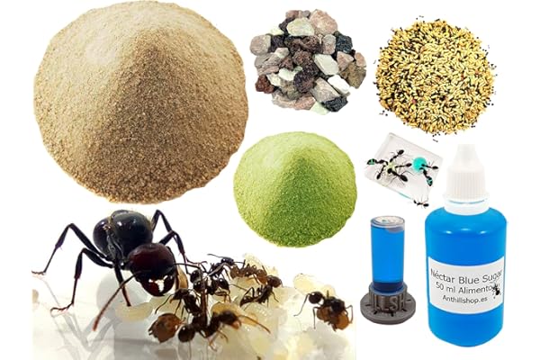 Anthillshop Kit de remplacement complet pour 1 kg de marais de sable, Nectar Bluer Sugar 50 ml, Cologne 20-30 fourmis, pierres décoratives et graines, alimentation complète incluse