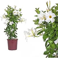 1x Dipladenia Mandevilla/Chilenischer Jasmin - WEISS - in tollen unterschiedlichen bunten Farben - circa 50 bis 60cm…