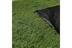 ‎AQCQDQ AQCQDQ Moosmatten zur Dekoration, Flachmoos für Moosbilder und Mooswände, Kunst Moos Kunstmoos Zum Dekorieren, Fake Dekomoos Bastelmoos Moos-Matten, Frühlingsdeko (Dunkelgrün,100 * 100 cm)