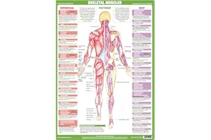 CHARTEX Muscle Anatomy Charts illustrating Superficial and Deep Muscles, Human Anatomy Posters