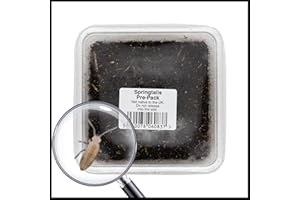 Livefoods4u Live Springtails for Terrariums 1 Tub - Perfect for bioactive set ups | Livefood | Clean up Crew