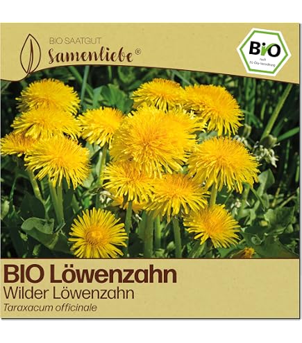 buchweizen saatgut 1 kg Dovgan Buchweizen 1kg gnstig online kaufen
