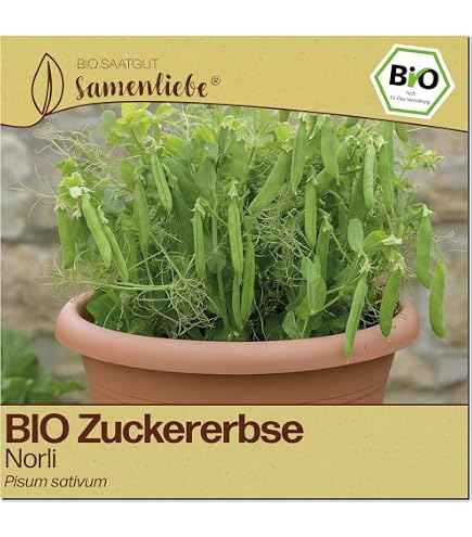 Samenliebe BIO Spargel Samen | franzsischer Argenteuil - grn & winterhart  - samenfestes BIO Saatgut : Amazon.de: Garten