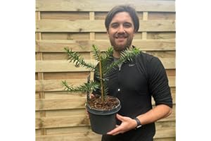 GENERIC Monkey Puzzle Tree | Araucaria Araucana | 35-40cm