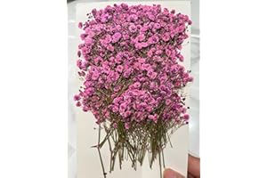 SHIIYYU 100Pcs Dried Baby's Breath Flowers, Real Nature Dried Mini Gypsophila Flowers , Dried Pressed Flowers for Resin Art Craft DIY Making Wedding Card Home Party Décor (Pink)