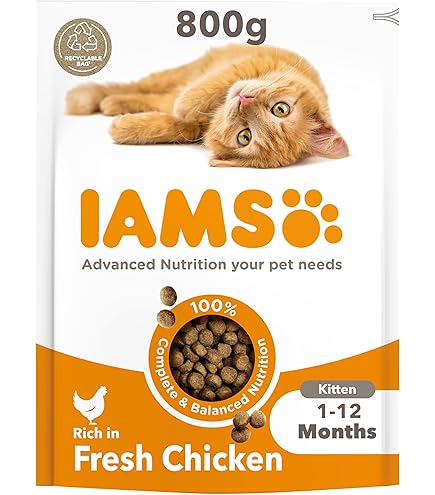 Asiel die van de maand: Aandacht voo jonge katten