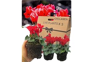 VERDANT LIVING Cyclamen Plants Outdoor Garden Ready - 3 Red Colour Outdoor Flowers. Autumn & Winter Planting. Large 10.5cm Potted Size. Well Rooted & Established, Add Colour to Containers, Baskets, Patios & Beds