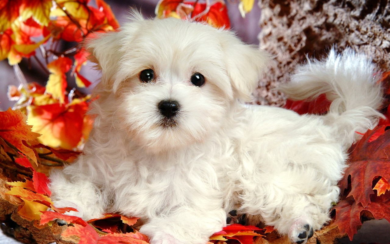 Dog Jigsaw Puzzles Amazon.co.uk Apps & Games