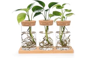 Yesaler Plant Glass Propagation Station with Wooden Lid Tray Hydroponic Vase Propagation Station for Hydroponics Plants Pack of 3