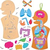 Baker Ross FN109 Human Body Kit - Pack of 4, STEM, Science, Health and Educational Resources for Children and Schools