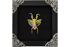 VinaTimes Real Framed Flower Mantis Dead Insect Dried Green Beetle Shadow Box Black Frame Taxidermy Bug Specimen Display Oddity Tabletop Standable Wall Hanging Home Decor K12-62-DE