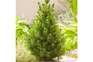 GrowOn Shrubs [x3] Dwarf Conifer Picea Glauca 'Albertiana Conica' | Multi-Pack | Evergreen Shrubs | Outdoor Garden Ready Plants