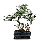 Pin blanc du japon bonsai
