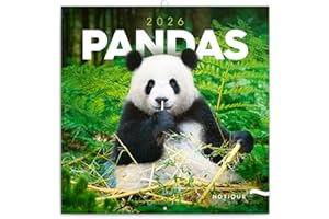 ‎NOTIQUE NOTIQUE Wandkalender 2026 Pandas Kalender, Broschürenkalender mit Monatskalendarium, Broschurkalender Kalender 30 x 30 cm (30x60 Geöffnet)