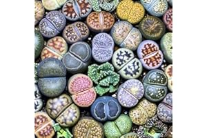 ZHOUBAA Samen zum Pflanzen, 100 Stück Lithops seltene lebende Steine, Sukkulenten, Garten, Bonsai, Balkon, Dekoration – Sukkulenten